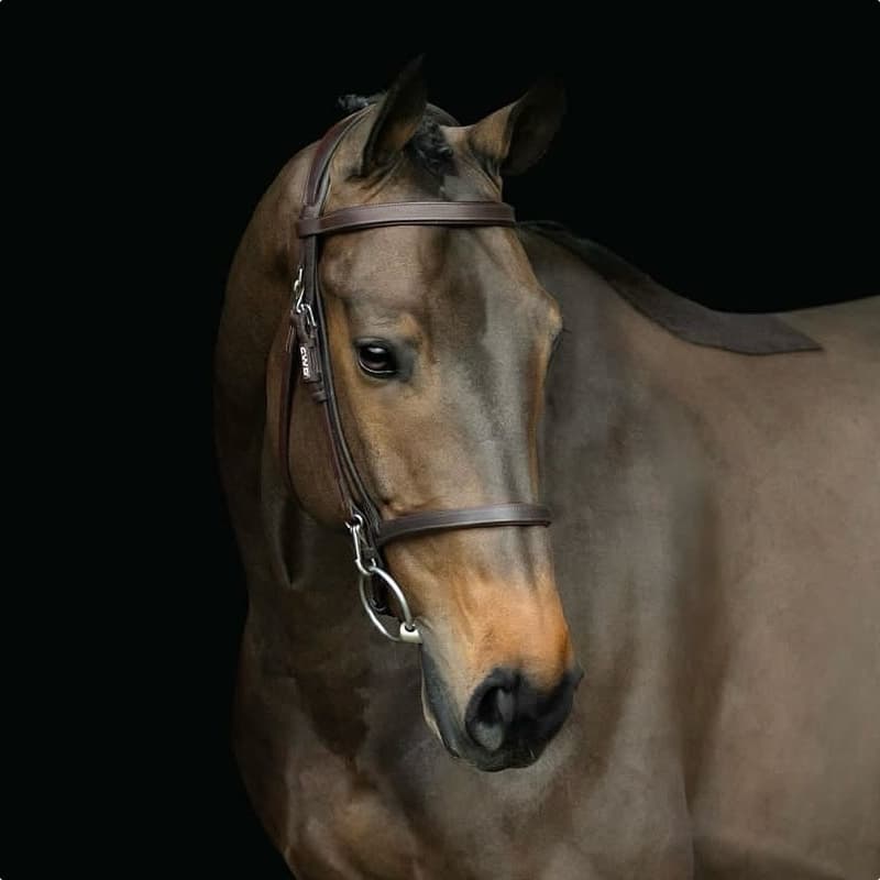 Pferdezucht und Turnierstall - K-Stables - Luxemburg