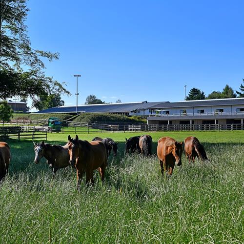 Die Entstehung eines Gestüts im Norden Luxemburgs