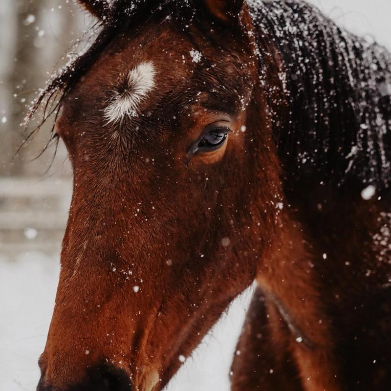 Den Schnee genießen - News
