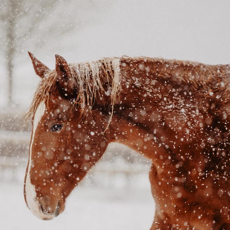 Den Schnee genießen - News