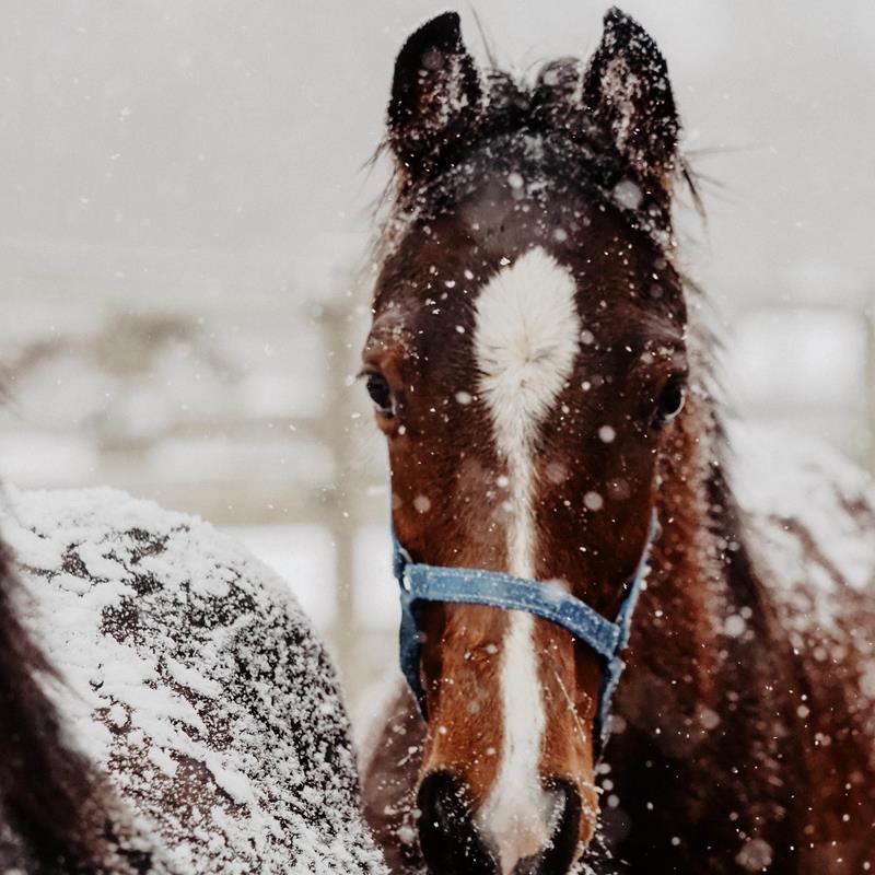 Den Schnee genießen - News