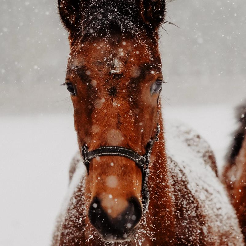 Den Schnee genießen - News
